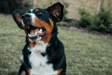 bernese mountain dog