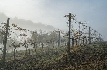 Beautiful misty early morning vineyard landscape. Farm winery covered with cold autumn fog in Italian countryside, showcasing tranquil rural scenery and agricultural beauty of late October. Tuscany.