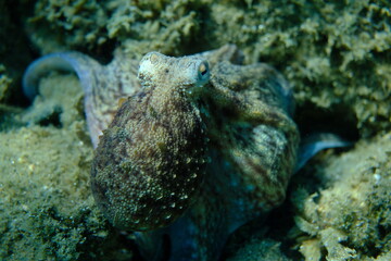 Common octopus (Octopus vulgaris) close-up undersea, Aegean Sea, Greece, Halkidiki, Pirgos beach