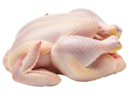 Fresh whole raw chicken, ready for cooking or meal preparation