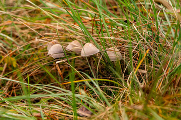 Mushrooms growing in natural woodland habitat macro