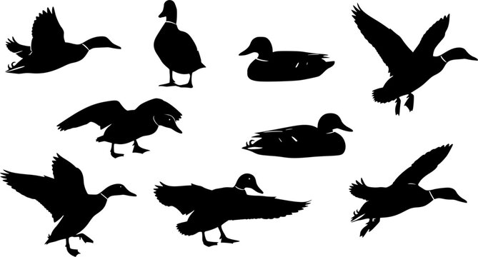 Collection of mallard duck silhouettes for designers. Flying and swimming. Vector illustration, EPS version.