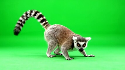 A ringtailed lemur a primate native to Madagascar stands on a vibrant green screen showcasing its distinctive long black and white ringed tail and expressive face ideal for compositing into various e.