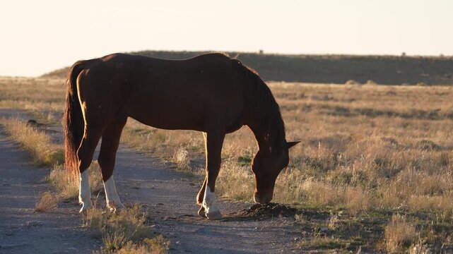 Wild horse smelling others manure and pooping on the pile to mark their scent.