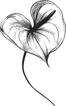 Anthurium flower sketch, hand drawn line art with detailed leaf and spadix &mdash; stock vector