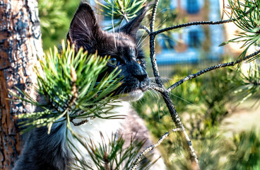 A big cute maine coon kitten sitting on a tree in a forest in summer.