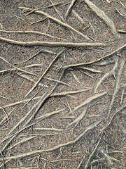 tree-root-pattern-forest-floor--nature-abstract-iceland