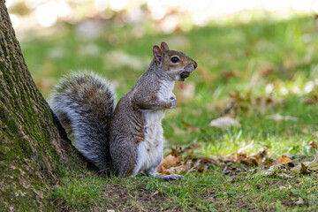 Eastern grey squirrel (Sciurus carolinensis) spotted in Central Park New York urban woodland