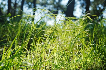 朝の光に照らされる若草 ‐ Morning Sunlight Through Fresh Grass