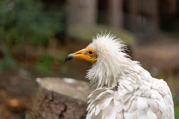 Egyptian vulture (Neophron percnopterus) found in open arid hills and cliffs across southern Europe north Africa and western Asia