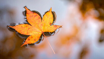 秋の水面に浮かぶ鮮やかな紅葉の葉