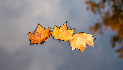水面に浮かぶ紅葉の葉