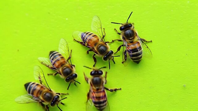 Close up of several honey bees resting on a vibrant green surface in a well lit environment bee green screen video
