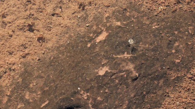 Swarms of triops and fairy shrimp swim together in the clear water of a shallow ephemeral pool foraging in the silt on a sunny autumn day in the mountains of Southern Utah USA.