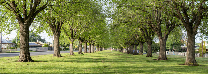 Tree-lined avenue in Camperdown, Victoria, Australia, featuring symmetrical rows of mature...
