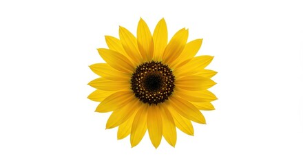 Fototapeta premium Bright yellow sunflower bloom rests centered against a clean white background