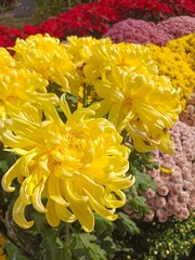 yellow chrysanthemum flowers in the flower garden