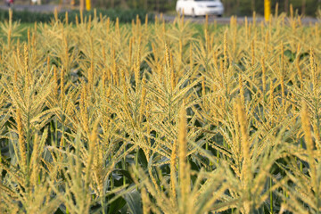 depicts the state of fresh corn on the cob as an agricultural product. The corn cob is partially covered by green husks