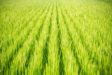 the scene of a vast rice field landscape, showcasing the growth stage of rice