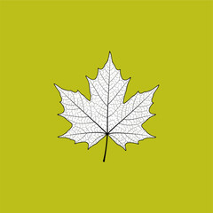 Isolated tree on white background