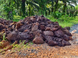 Oil Palm waste (jangkos) in Kalimantan plantations is turned into organic fertilizer