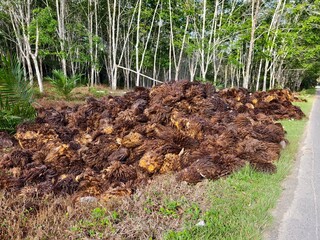 Oil Palm waste (jangkos) in Kalimantan plantations is turned into organic fertilizer