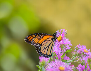 An orange Monarch butterfly, Danaus plexippus, feeding on purple New England asters with green and yellow open space background
