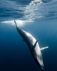 Humpback whale twirling in the ocean © Amy