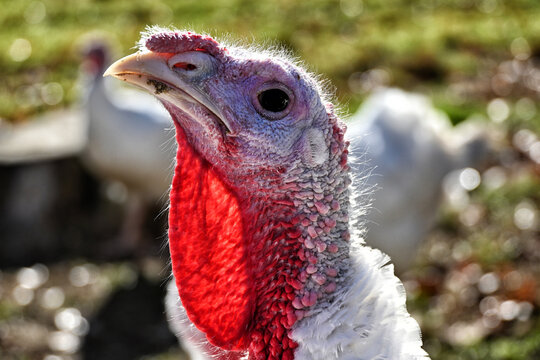 Closeup of a Domestic Turkey. - Powered by Adobe