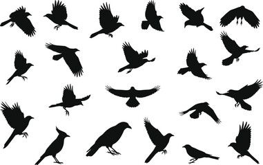 Flying bird silhouettes collection set, black crow and sparrow shapes in different motion poses, isolated vector wildlife design for nature art and decoration
