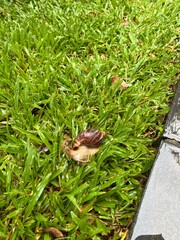 アフリカマイマイ