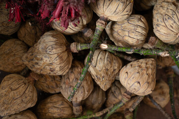 artichokes for decoration 