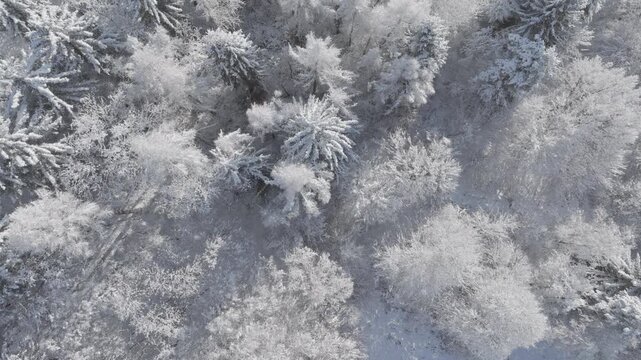 AERIAL TOP DOWN: Glowing white forest treetops after fresh snowfall on a sunny day. Frozen landscape forms an abstract natural pattern, showcasing the quiet beauty of winter wilderness in Slovenia.