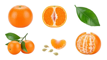 Vector illustration&nbsp;of collection of fresh tangerines and mandarins on a white background