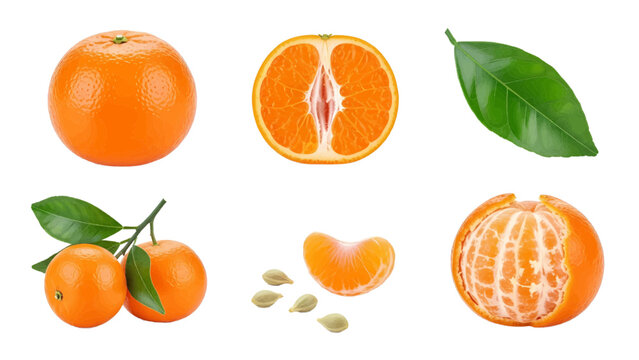 Vector illustration&nbsp;of collection of fresh tangerines and mandarins on a white background