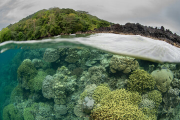 Fototapete bei efototapeten.de bestellen   