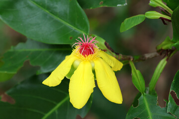 Yellow flower on a Red Beech Tree (Dillenia Alata) plant in a tropical garden