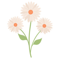 gerbera daisy off white flower