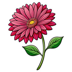 gerbera jmesonii line art on white background