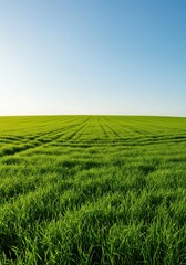 Obraz premium Expansive panoramic view of a lush, vibrant green meadow stretching toward the distant horizon under bright natural daylight, ideal for outdoor backgrounds, agricultural, pattern, expansive