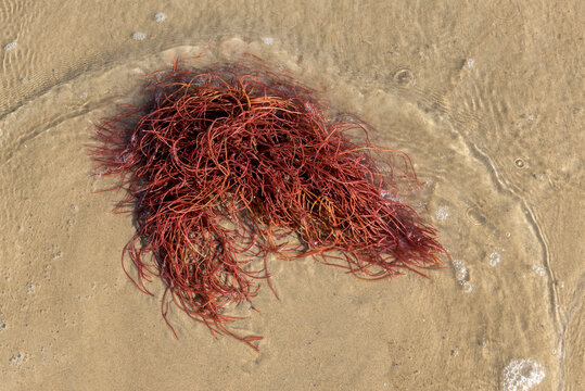 Solieria chordalis or Solier's Red String Weed