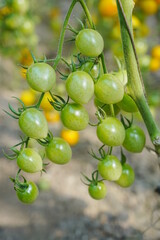 Tomatoes, fruits, and tomatoes grow in a greenhouse