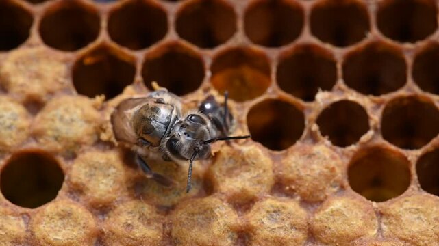 A honey bee emerging, crawling out of her cell