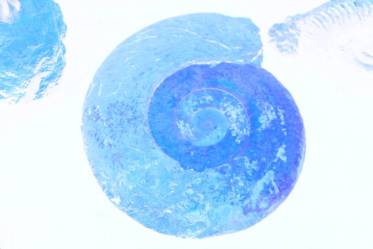  Illustration of a fossil of ammonite on a white background. Close-up of an old ammonite in white and blue. Geology and archeology science and fossil. Textured fossil with pattern and trace.