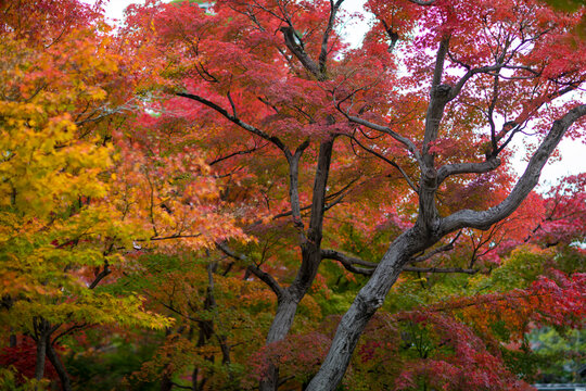 Autumn foliage at Eikando Temple, a famous tourist attraction in Kyoto, Japan.