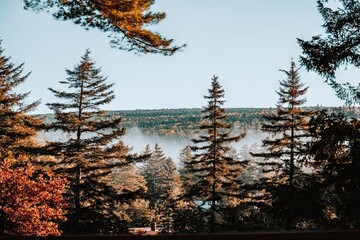 Forest vista of tall evergreens & distant fog under a blue sky