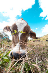 Adorable mini Jersey cow looking at the camera.