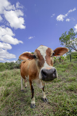 Adorable mini Jersey cow looking at the camera.