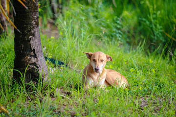 Brown Dog Resting Under Tree in Green Field Thailand