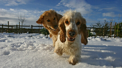 Golden retriever dog and Cocker Spaniel in the snow